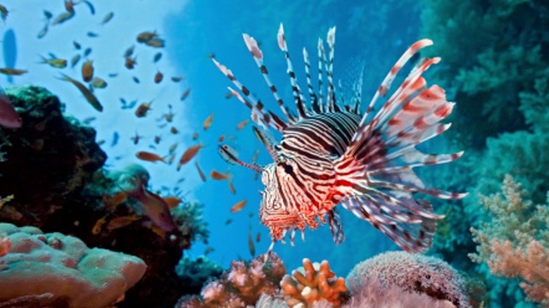 Lionfish swimming in a colorful coral reef