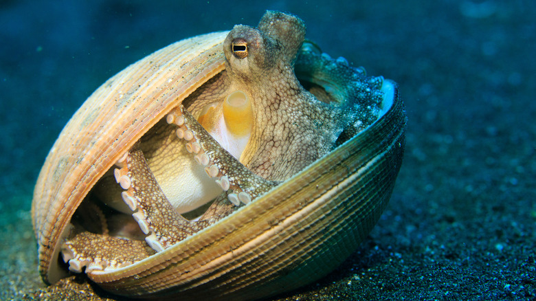 octopus hiding in shell on ocean bottom