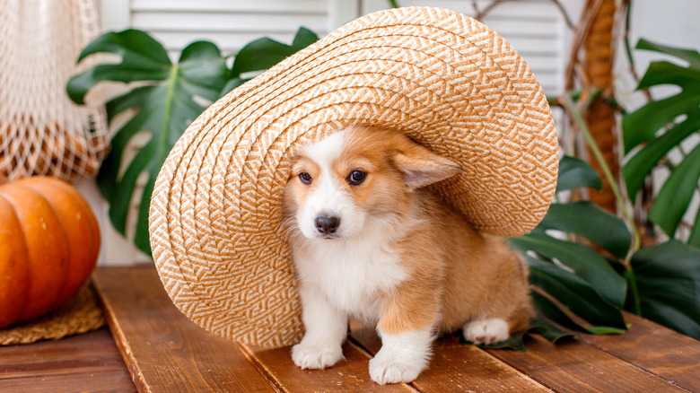 corgi puppy in a really big hat