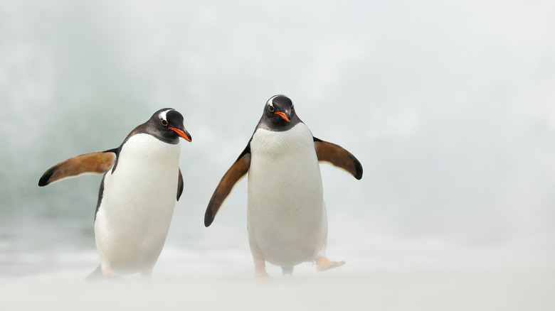 wo penguins walking in the snow
