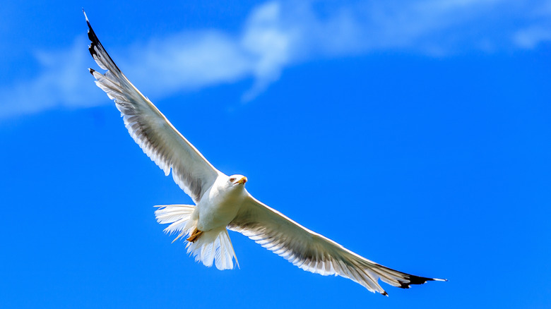 albatross flying blue sky