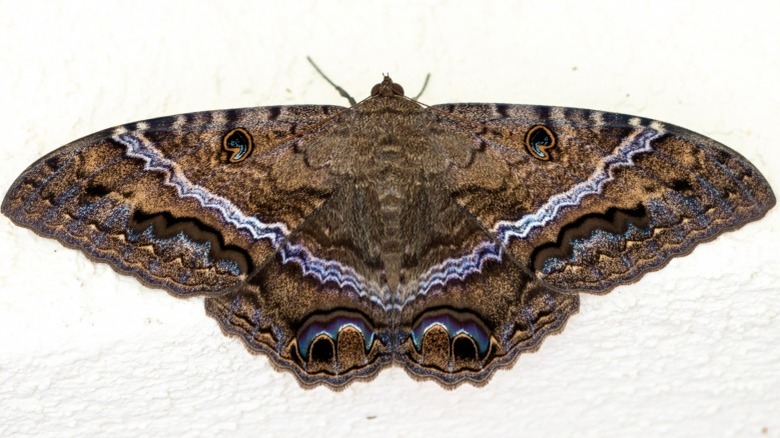 Close-up of a black witch moth