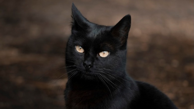 Close-up of a black cat facing forward