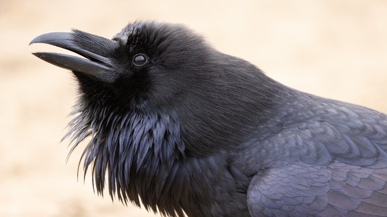 Close-up of a raven calling