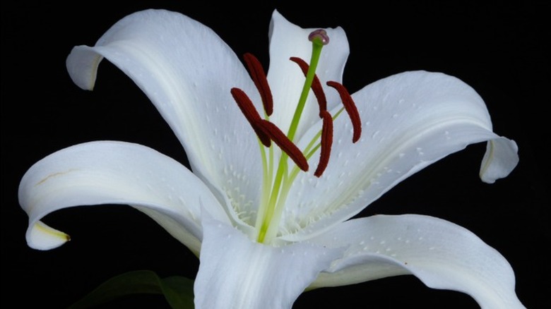white lily on a black background