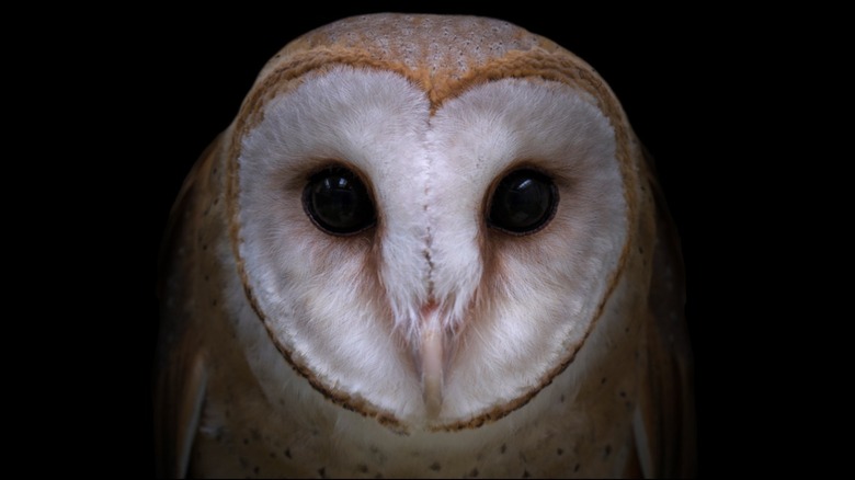 Close-up of barn owl's face