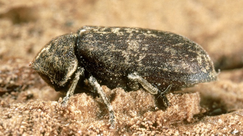 Close-up of a deathwatch beetle 