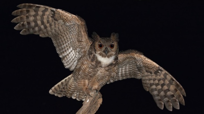 Great horned owl with wings spread