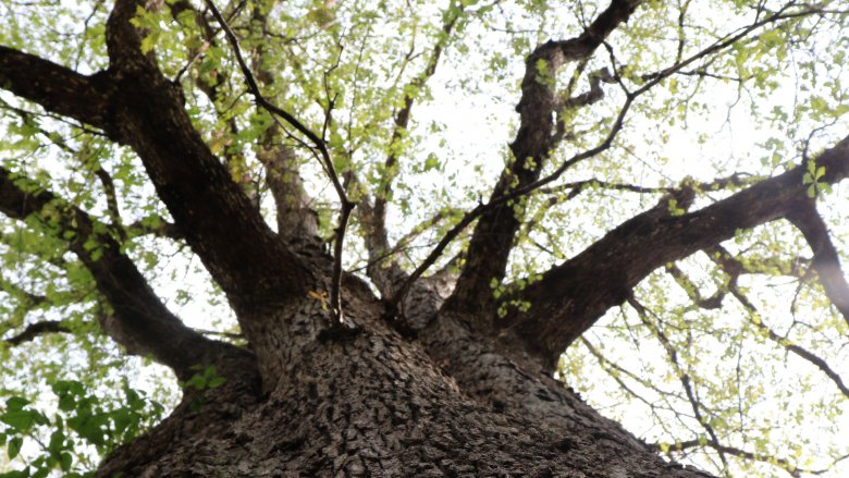 The tallest oak tree