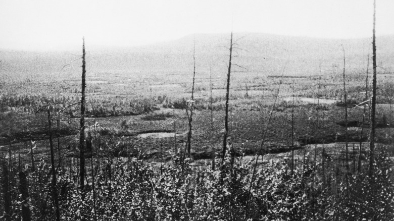Photograph showing destroyed trees in the aftermath of the Tunguska Event