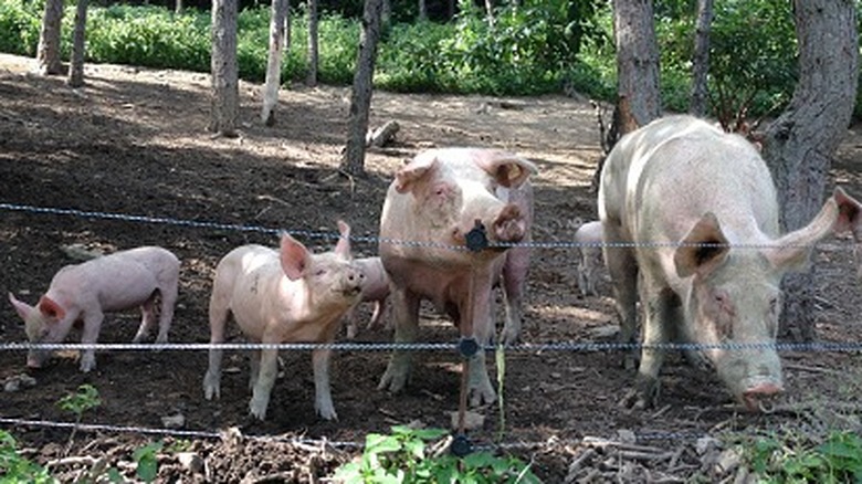 Pigs in outdoor enclosure
