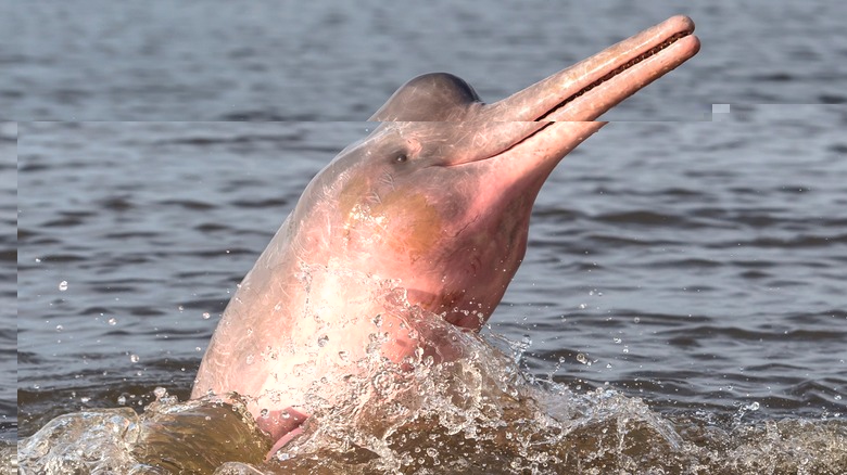 Close-up of an Amazon River dolphin breaching
