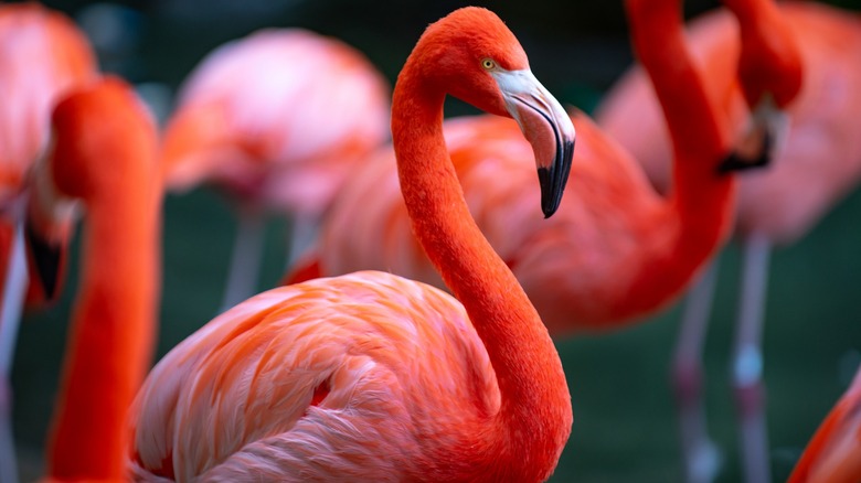 Bright pink flamingo in flock