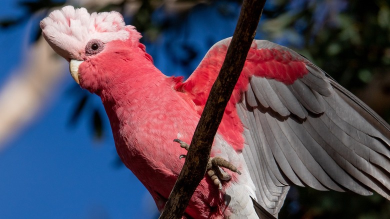 Galah perched with wing out