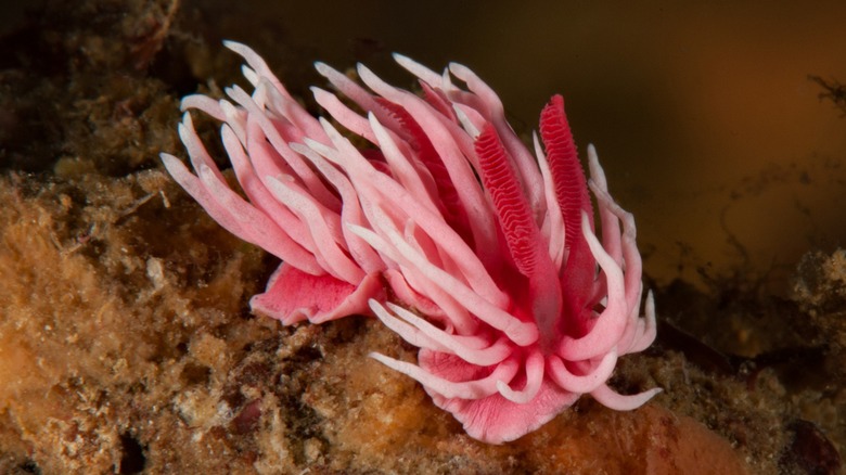 Pink nudibranch on rock