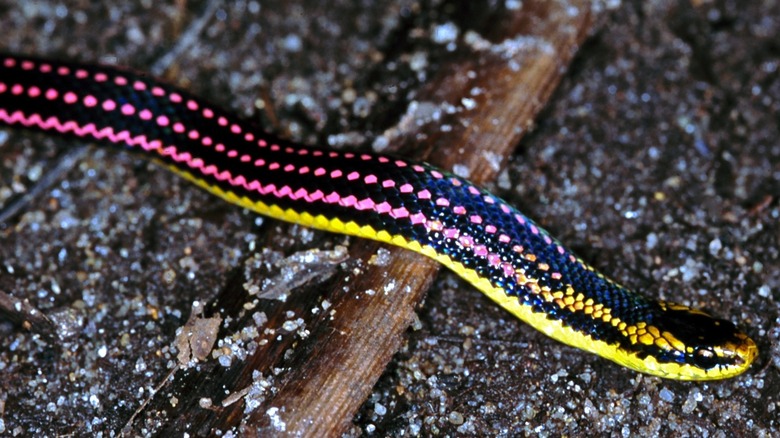 Close-up of pink and yellow snake