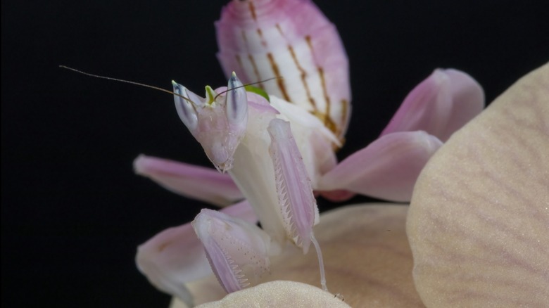 Close-up of a pink Malaysian orchid mantis