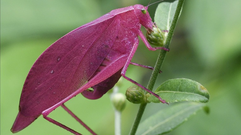 Close-up of a pink katydid