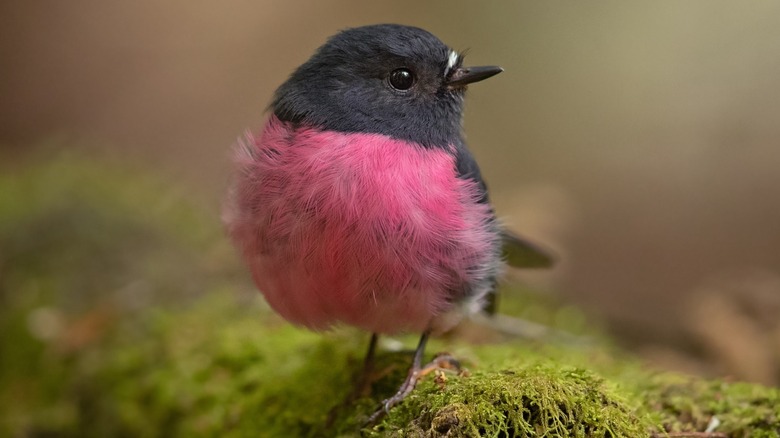 A male pink robin