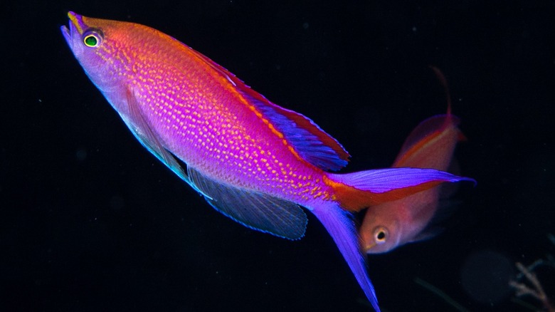Male Princess Anthias fish