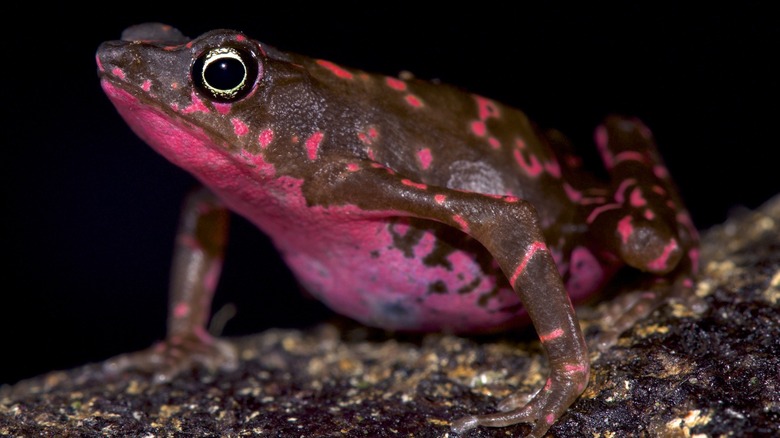 Black and pink toad