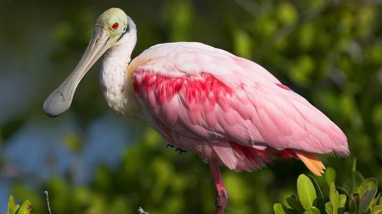 Rpseate Spoonbill standing in tree