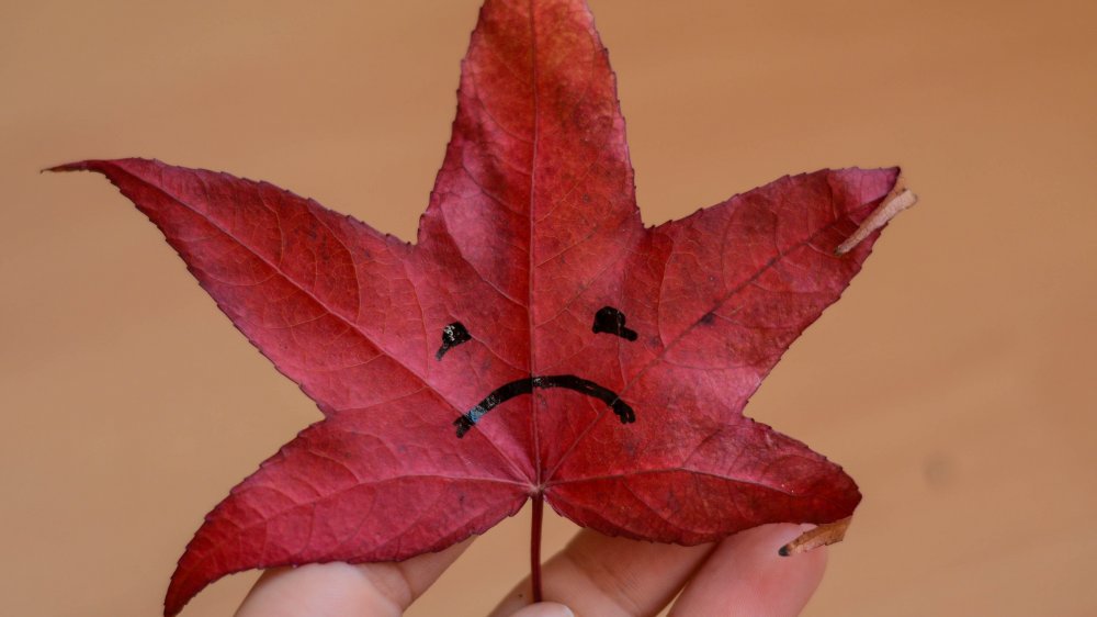 Sad leaf