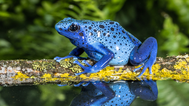 blue frog reflected in water