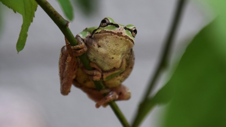 Japanese Tree Frog on branch
