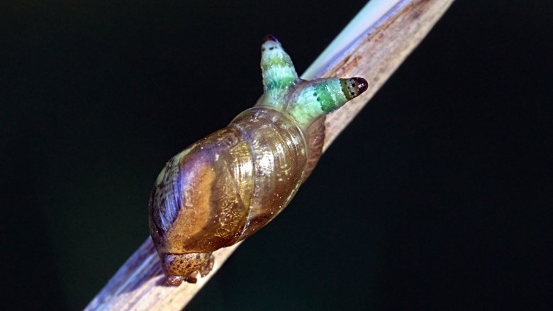 Infected amber snail on branch