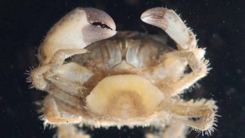 small white crab as specimen