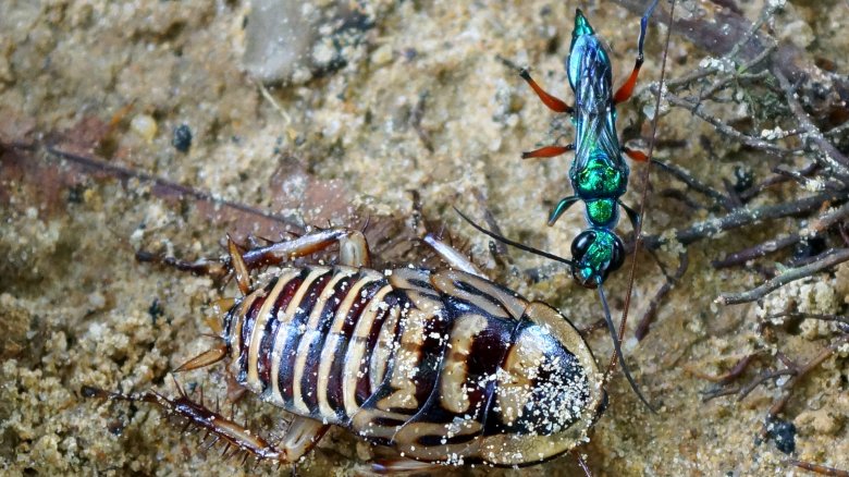 Jewel wasp with cockroach on sand
