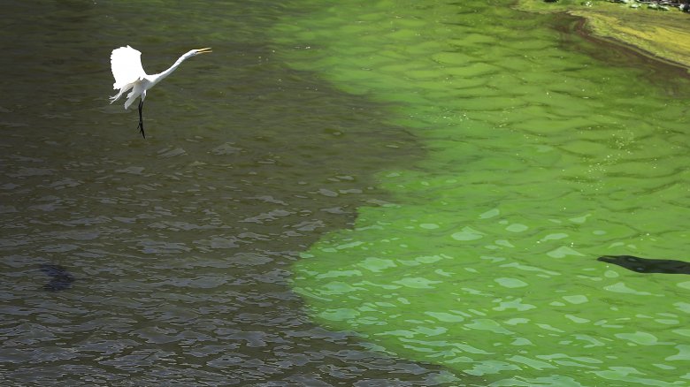 algae bloom lake