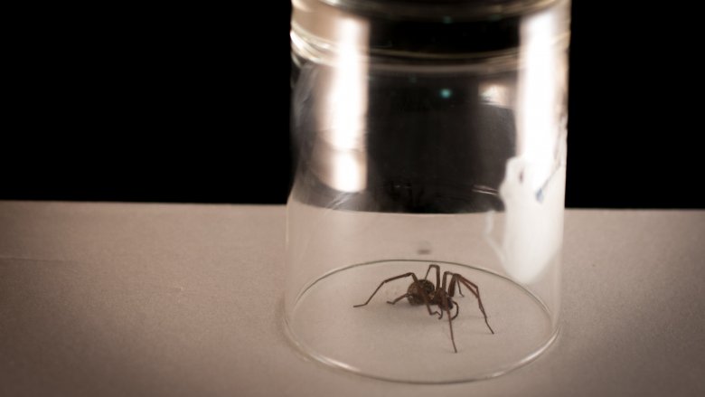 Spider under a glass