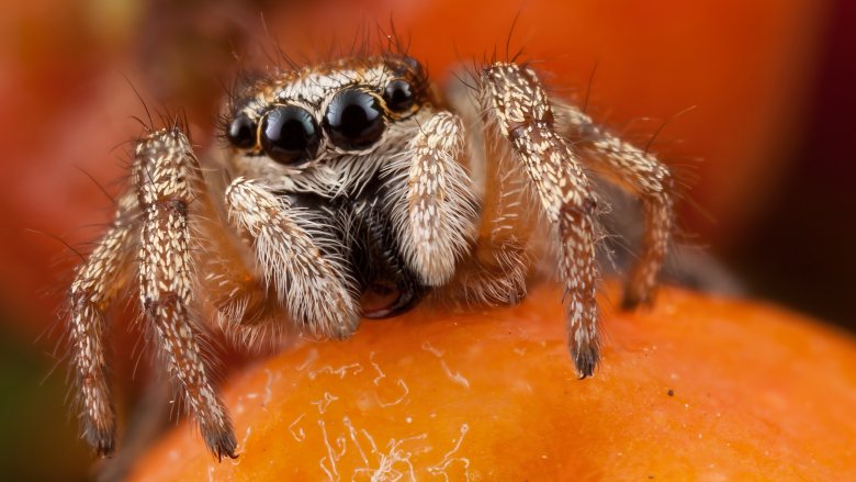 Spider on fruit