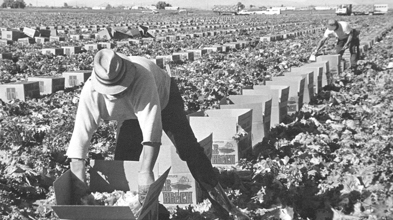 Lettuce worker, 1970