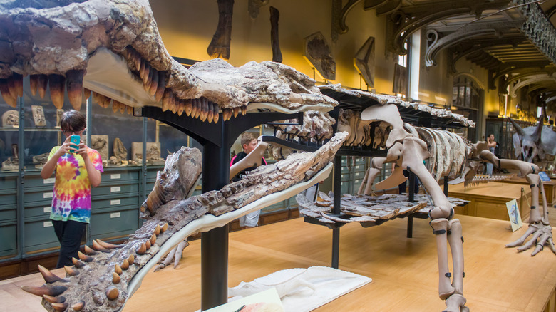 Sarcosuchus fossil in museum