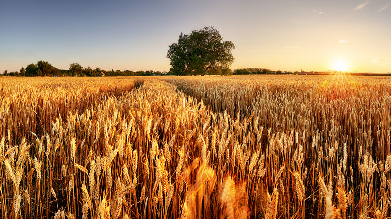 wheat field sunset sunrise