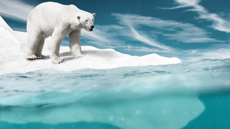 polar bear on small piece ice