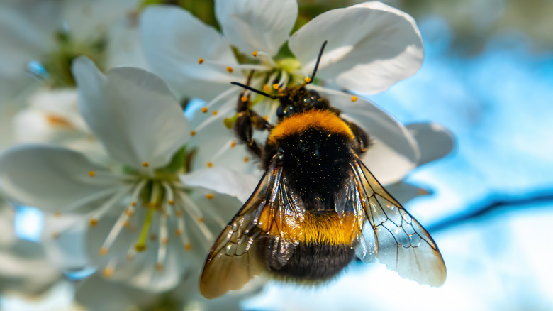 bmblebee landing on a cherry blossom