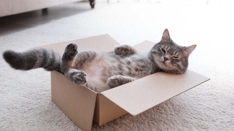 Tabby cat relaxing in cardboard box