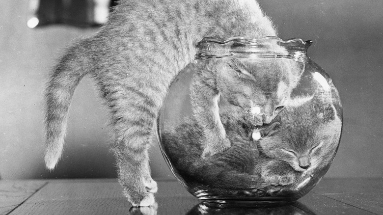 Kittens in a fish bowl