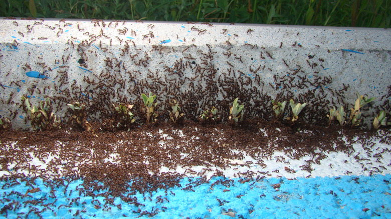 Lots of ants running up sidewalk