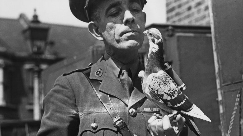 WWII carrier pigeon 