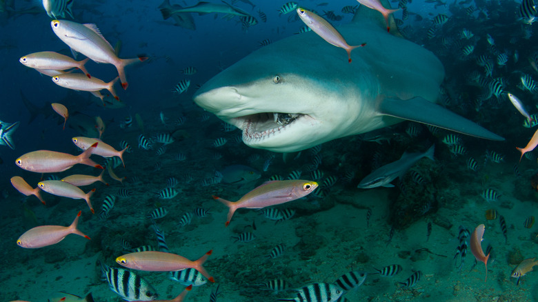 Shark swimming surrounded by fish