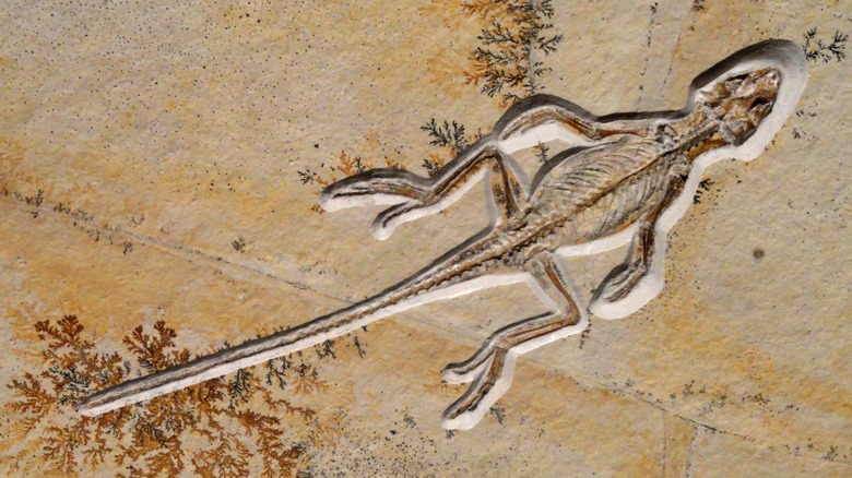 Fosiliized lizard skeleton