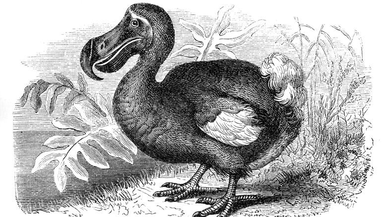 Book illustration of a dodo