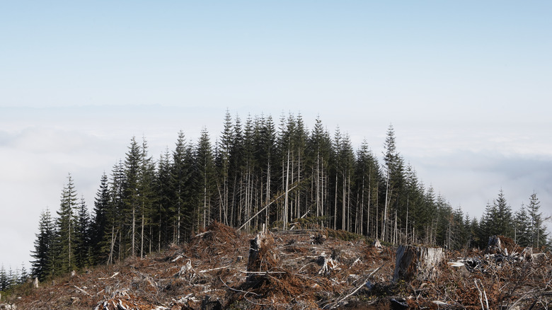 A deforested area with trees in the background