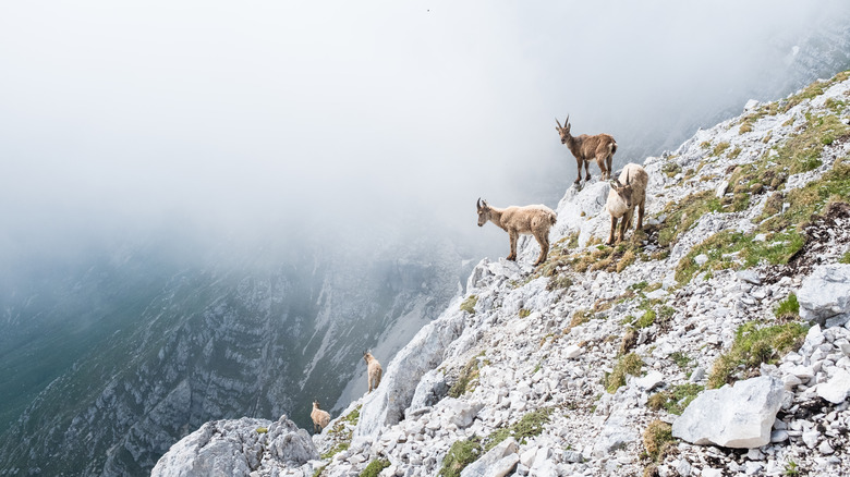 goats standing on cliff