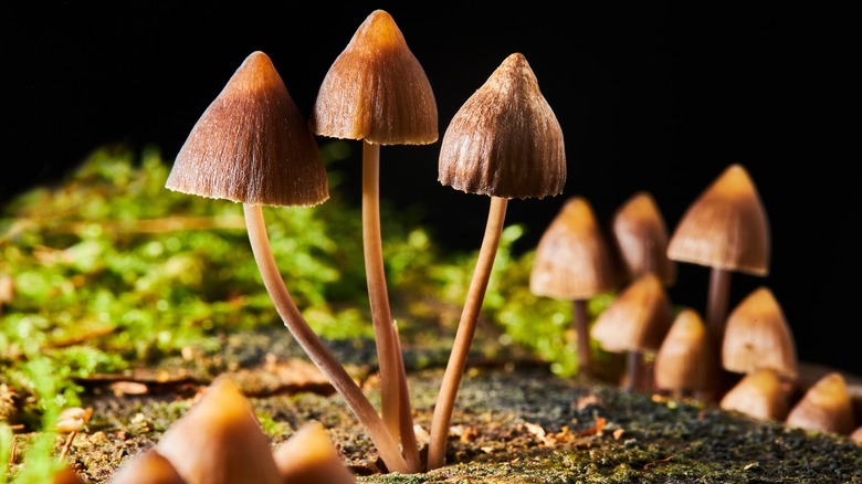 Psilocybe semilanceata mushrooms on trunk